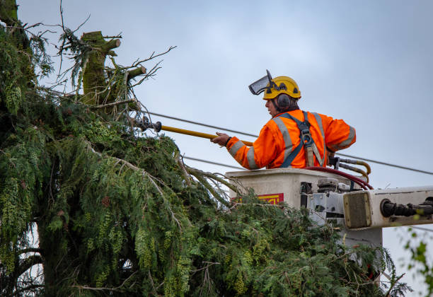 How Our Tree Care Process Works  in  Lake Park, IA