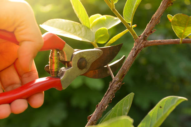 Trusted Lake Park, IA Tree Removal Services Experts